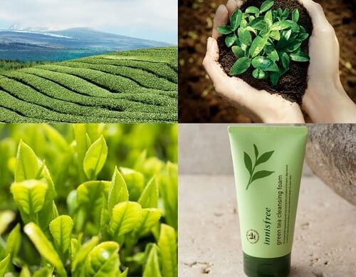 Sữa rửa mặt trà xanh innisfree được chiết xuất từ thành phần thiên nhiên, 88% là lá trà nguyên chất từ đảo Jeju